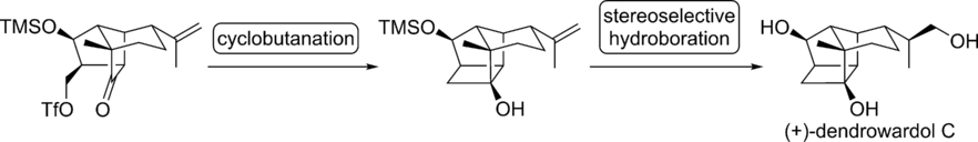 Total Synthesis of (+)-Dendrowardol C