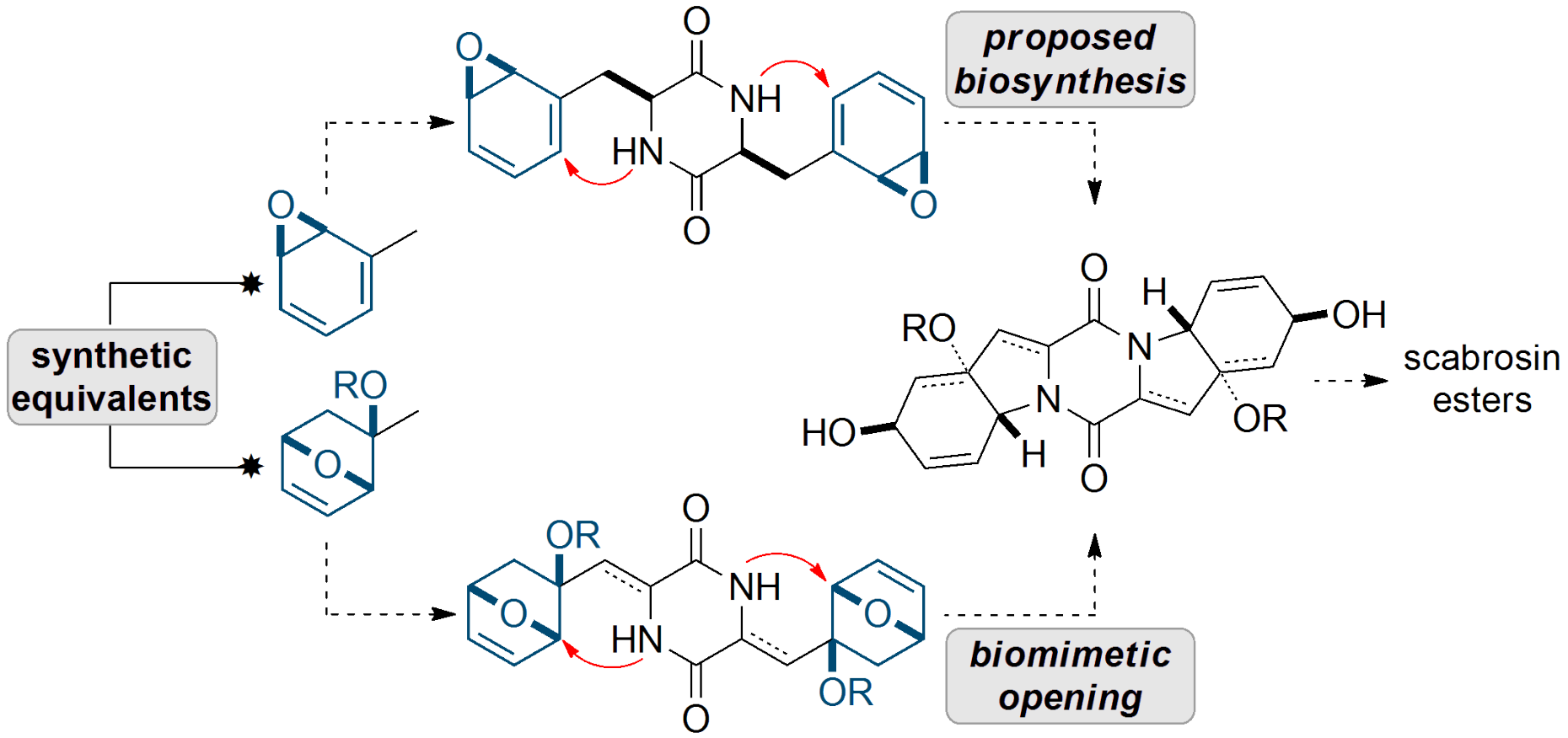 Enlarged view: A Unified Strategy to 6-5-6-5-6 Membered Epipolythiodiketopiperazines: Studies towards the Total Synthesis of Scabrosin Diacetate and Haematocin.   H. F. Zipfel, E. M. Carreira, Chem. Eur. J. 2015, 21, 12475